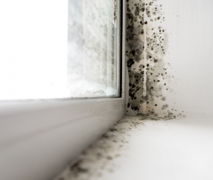 Mold in Hotel Rooms